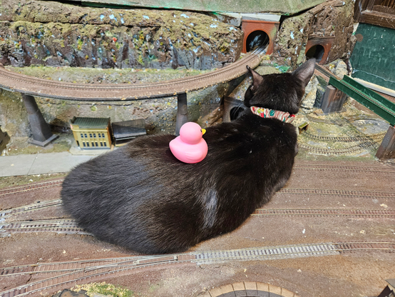 A pink rubber ducky sitting on the back of a black cat.