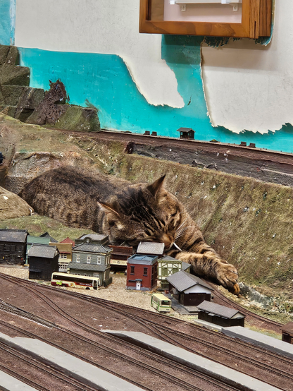 A cat sleeping in a model train valley with its face leaning against a model house.
