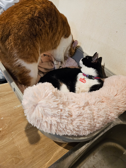 An orange cat preparing to settle down next to a black and white cat which is looking at the orange cat.