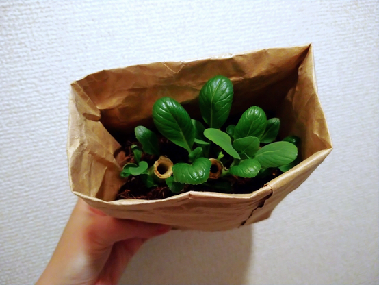 ヘタを植えたら再生したスーパーの小松菜
入れ物は1kg用米袋