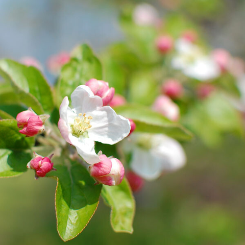 リンゴの花。花びらはほぼ白いがつぼみは淡い赤。