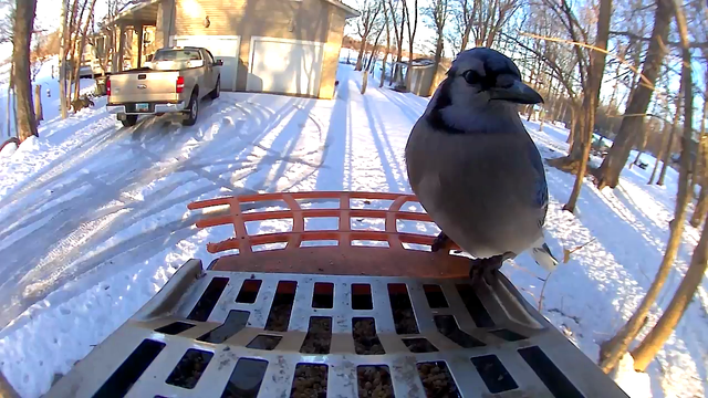 A blue jay feeds, mind own business when a woodpecker pushes the jay away.