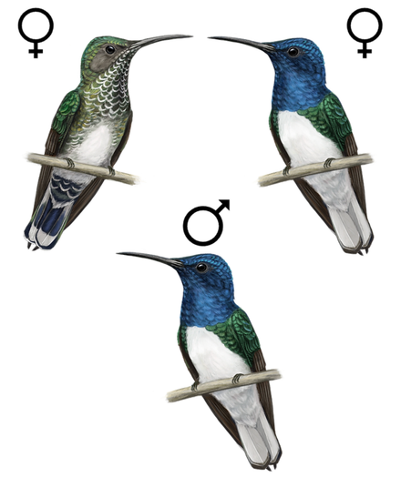 This is an illustration of the two female morphs and the male of the white-necked jacobin. Some females have a mottled gray throat and dark tail, while other females (and all males) have an iridescent blue head, white belly, and white tail. 
