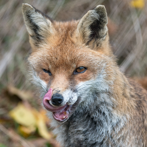 Picture of a Fox