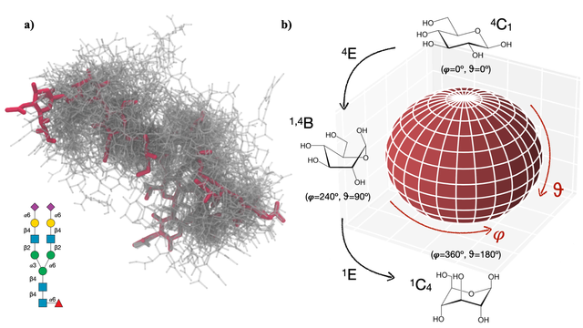 Left structural flexibility of a complex N-glycan from one conformational ensemble, Right example of a possible conformational excursion of the glucose ring conformation (pucker)
