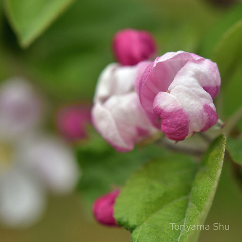 リンゴの花。基本的に花弁は淡紅色から白色だが、これは赤みが強いつぼみ。