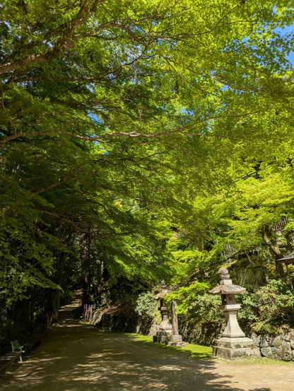 背の高い木々がかぶさるように生えている道。端に石灯篭が見える。