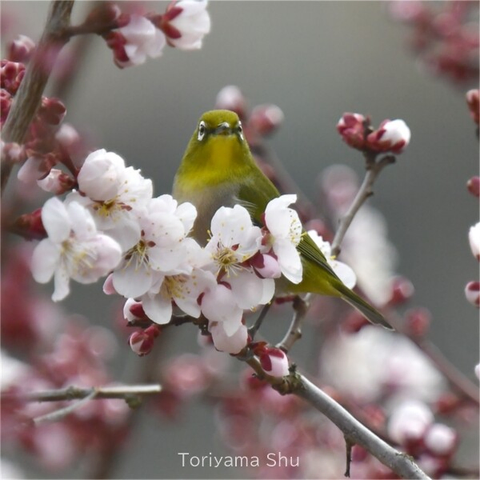 吸蜜するメジロ
