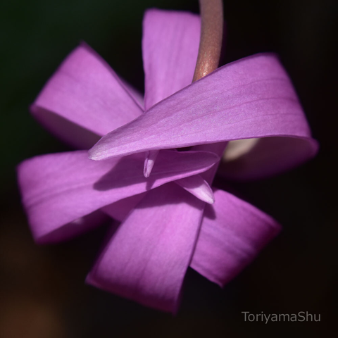 カタクリの花びらを上から撮った写真。絶妙に重なり合っている。