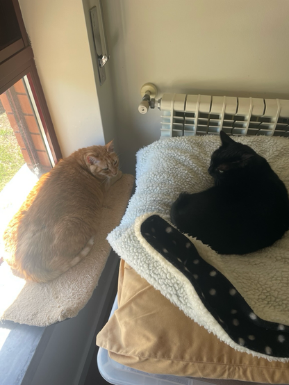 A large yellow cat laying on a windowsill and a smaller black cat laying in a cat bed to the right.