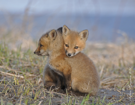 Picture of a Fox