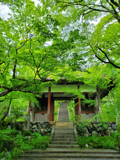 A vibrant green canopy covers Jojakko-ji's rustic gate.