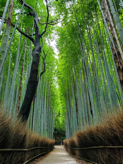 Sagano's famous 'bamboo road'.