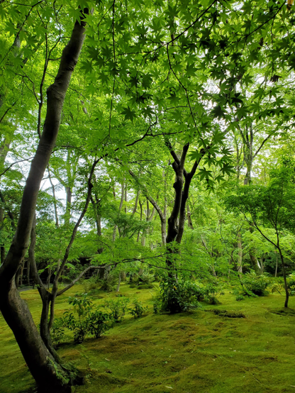 Maples and moss, vibrant in the rain.