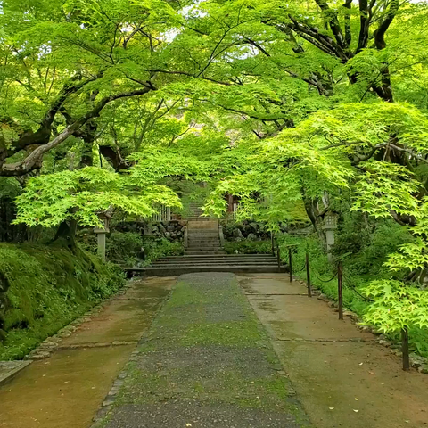 Walking up to Jojakko-ji's rustic gate. After the rain the greens are particularly vibrant.