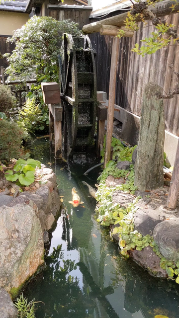 A decorative water wheel splashes above a pond of koi.