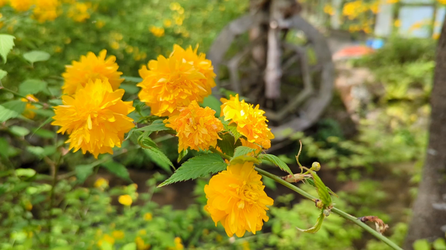 Yamabuki bloom along the banks of Matsunoo-taisha's Ichinoigawa.