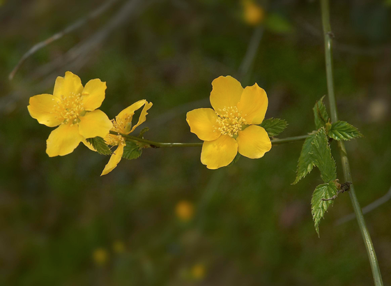 5 petalled variety of yamabuki.
