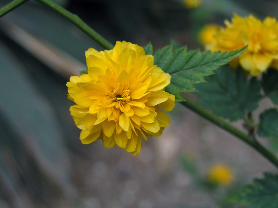 The marigold-like variety of yamabuki.