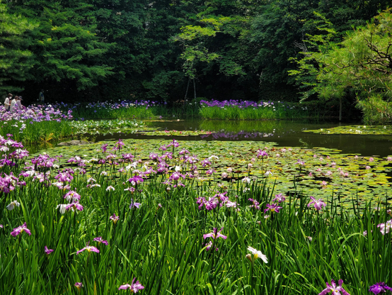 Irises bloom within Heian Jingu's gardens.