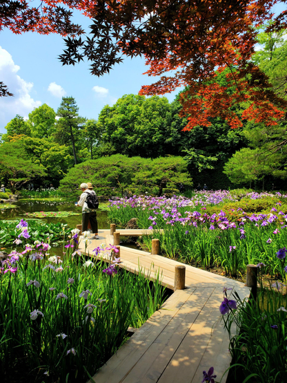 A wooden bridge winds through clusters of irises at Heian Jingu.