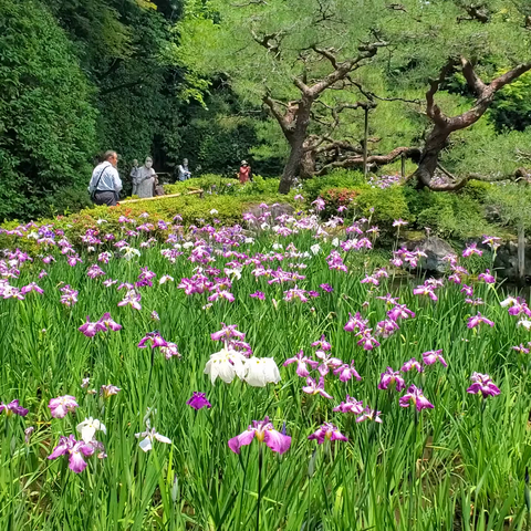 Irises bloom in Heian Jingu's gardens.