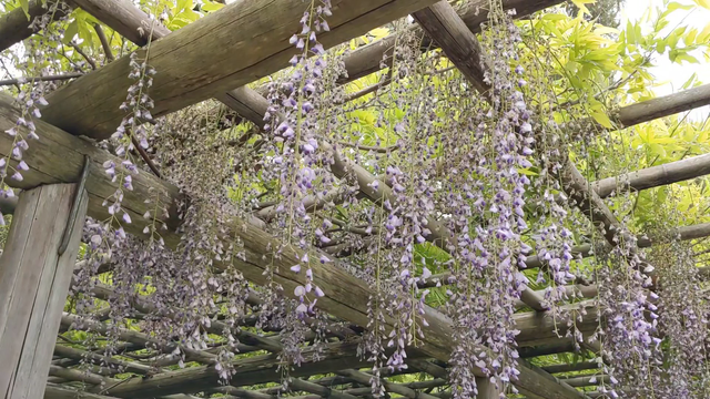 Wisteria dangle beside Heian Jingu's covered bridge.