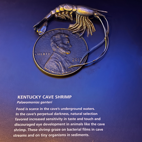Kentucky Cave Shrimp, Palaeomonias ganteri. Food is scarce in the cave's underground waters. In the perpetual darkness, natural selection favored increased sensitivity in taste and touch and discouraged eye development in animals like this cave shrimp. They graze on bacterial films in the streams and on tiny organisms in sediments.

The scale model shows an enlarged penny (but not quite as big as with the amphipod) and the shrimp with its huge long antenae are around the edges of it. The shrimp is about the size of the penny, but the antenae are even longer than it is in body!