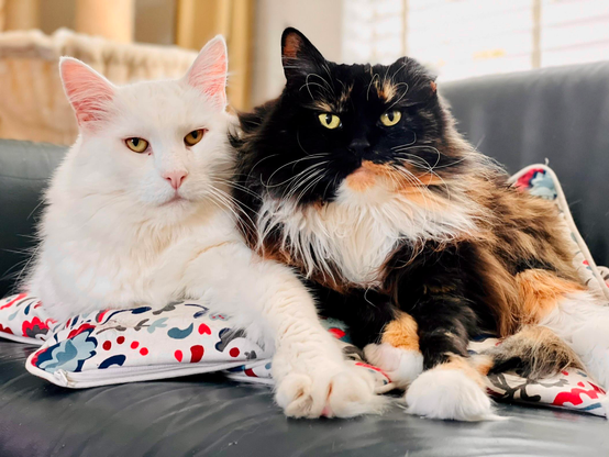 My two Maine Coon cats, sitting besides it each other on the couch.