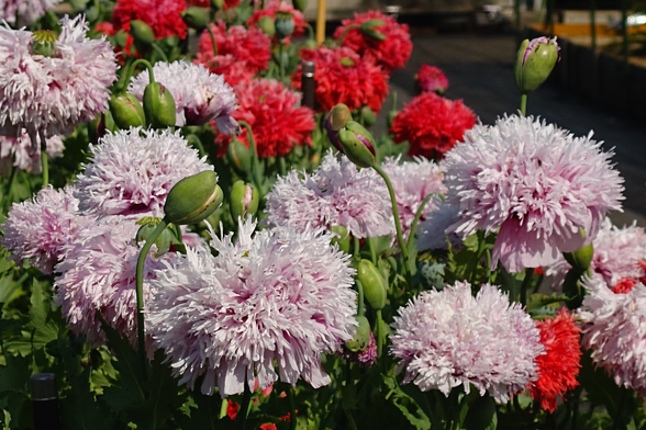 ケシの花、淡いピンク色の八重咲きのソムニフェルム種