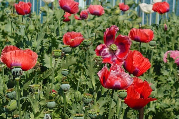 ケシの花、深紅のソムニフェルム種