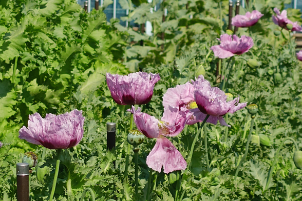 ケシの花、藤色のトルコ種