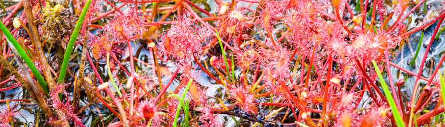 Spoonleaf sundew in a nature reserve