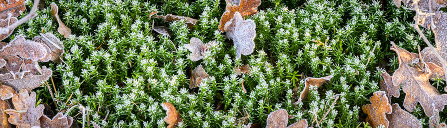 Frozen green moss