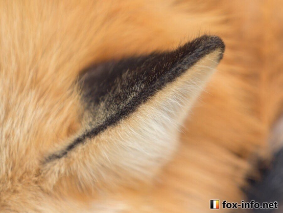 Picture of a Fox