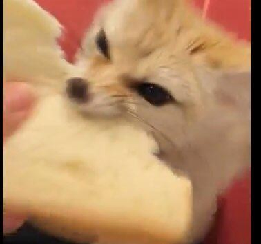 Picture of a Fox