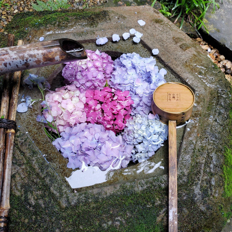 Flowers are used to decorate a wash basin at Yokoku-ji.