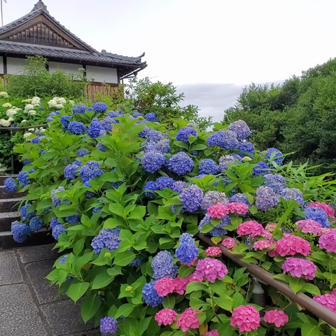 Yokoku-ji is famed for its clear springs and hydrangea gardens.