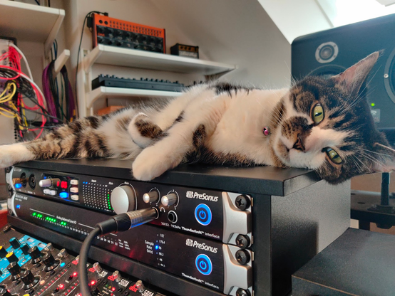 Patch, the cat, lying on studio gear.
