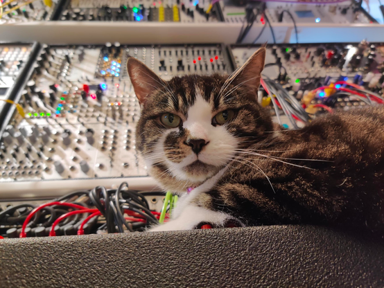 Patch, the cat, lying on a modular synthesizer