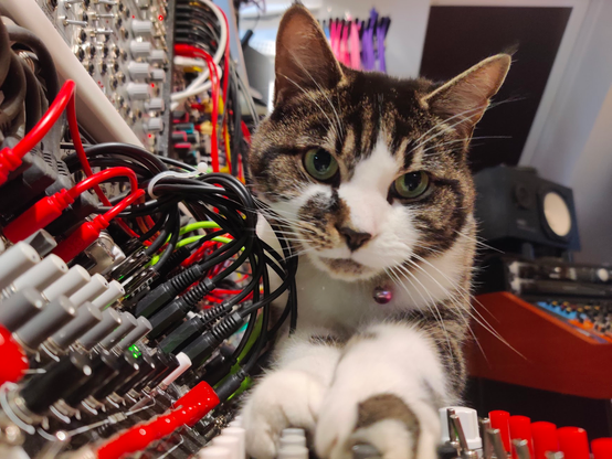 Patch, the cat, lying on a modular synthesizer