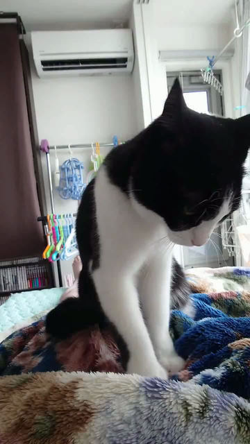 毛布をふみふみしているしろくろハチワレくん