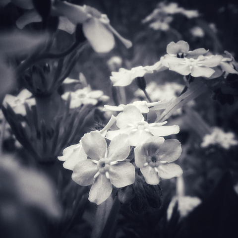 A bunch of small flowers are shown close together growing on the forest floor.