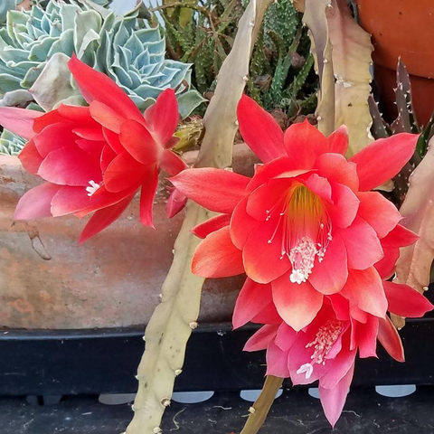 Red epiphytic cactus
