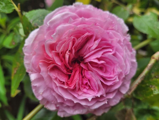 Pink climbing rose James Galway