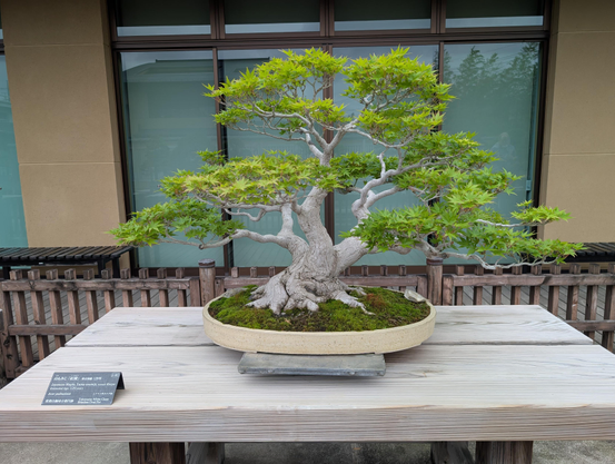 Koryo, a 120 year old Japanese Maple bonsai tree in an oval pot. The slanted pale trunk splits into three, each with a small src of bright green maple leaves. It feels serene and balanced 