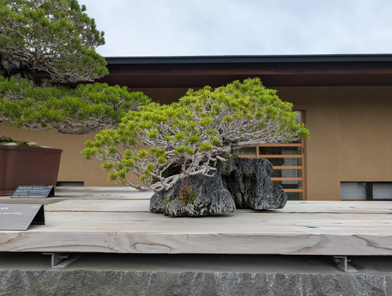 A 60 year old pine bonsai growing around and though a craggy rock. It hangs down to the left, as if windswept from a giant cliff. It feels both delicate and strong, clinging precariously to the a cliff 