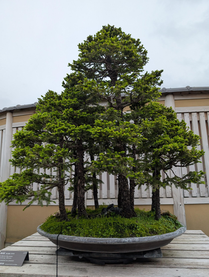 A 100 year old Ezo Spruce bonsai in a flat oval pot. Several small trees grow straight and true, forming a pleasing trianglular shape with their combined branches. With moss in the pot, it feels like a forest made miniature, green and refreshing 