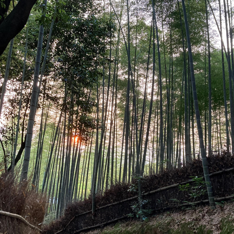 Arashiyama bamboo grove, the most famous (and crowded) of Kyoto's bamboo 'forests'.