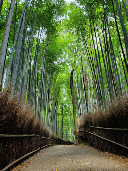 Arashiyama bamboo grove, the most famous (and crowded) of Kyoto's bamboo 'forests'.